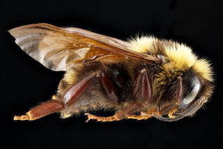 Bombus variabilis, male, side 2, Maryland 2012-08-28-16