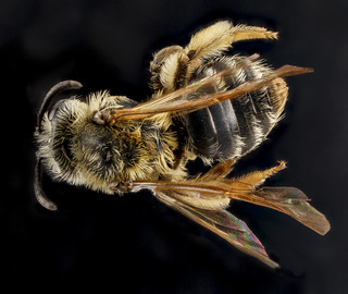 Andrena bisalicis, female, back 2012-08-06-17.48.06