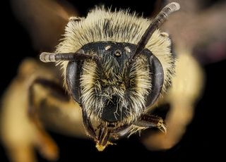 Andrena bisalicis, female, face 2012-08-06-17.54.57