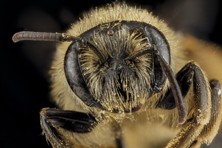 Andrena braccata, female, face 2012-08-08-15.40.01
