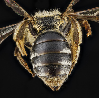 Andrena ceanothi, female, back1 2012-08-07-17.53.44