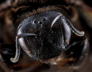 Dieunomia heteropoda, female, face, Anne Arundel County 2012-10-02-11.14.04