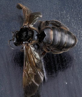 Dieunomia heteropoda, female, top, Anne Arundel County, 100 mm lens 2012-10-02-15.40.32
