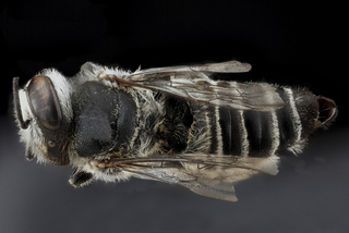 Megachile concinna, F, top, Dominican Republic 2012-10-09-14.32.46