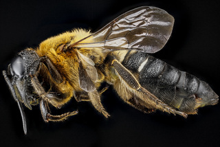 Megachile sculpturalis, female, left side 2012-07-12-17.41.47