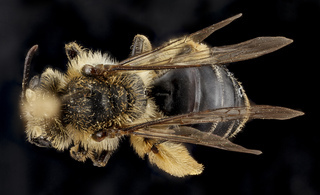 Andrena braccata, female, back