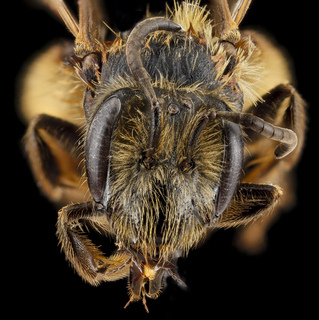 Andrena carolina, female, face