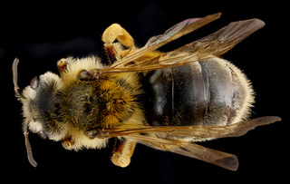 Andrena commoda, female, back
