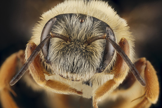 Andrena commoda, female, face