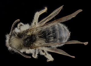 Andrena frigida, male, back