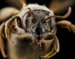 Andrena uvulariae, F, face PMax