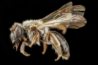 Andrena uvulariae, F, side PMax