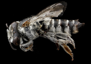 Megachile concinna, F, L. side, Dominican Republic