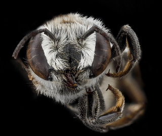 Megachile concinna, F, face, Dominican Republic