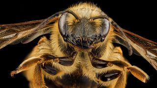 Andrena hilaris, F, face, Maryland, Anne Arundel County