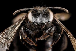Andrena nigerrima, F, face, South Dakota, Pennington County