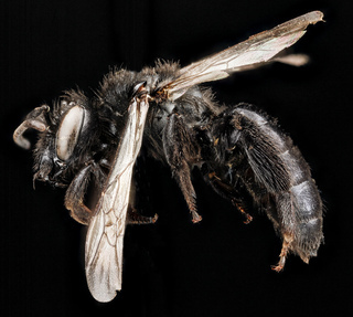 Andrena nigerrima, F, side, South Dakota, Pennington County
