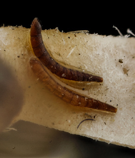 Andrena uvulariae, M, antennae, Falls Church, Virginia