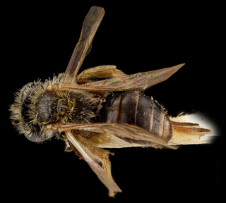 Andrena uvulariae, M, back, Falls Church, Virginia