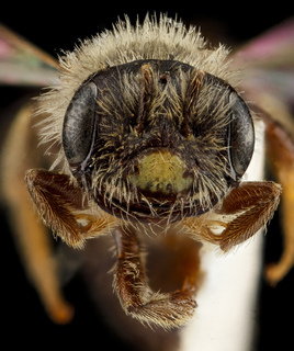 Andrena uvulariae, M, face, Falls Church, Virginia