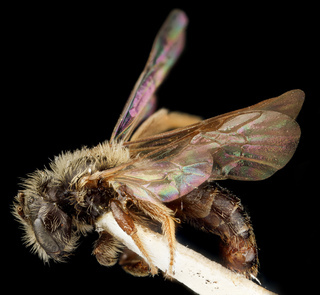 Andrena uvulariae, M, side, Falls Church, Virginia