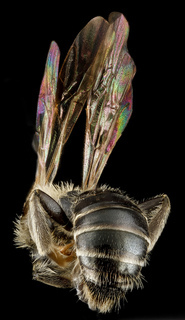 Andrena salictaria, U, back, Connecticut, Fairfield County