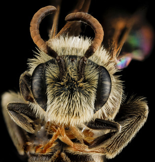 Andrena salictaria, U, face, Connecticut, Fairfield County