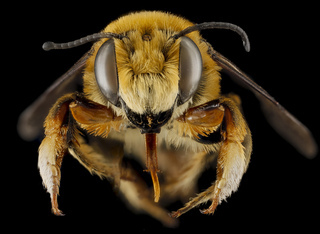 Megachile fortis, U, face, Jackson County, South Dakota