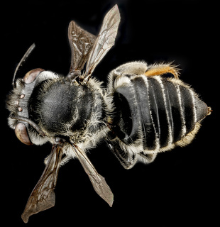 Megachile parallela, F, back, Tennessee, Haywood County