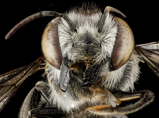 Megachile parallela, F, face, Tennessee, Haywood County