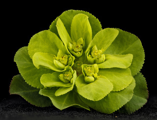 Euphorbia helioscopia, U, front, Maryland, Beltsville