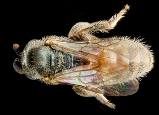 Lasioglossum nymphale, F, back, Georgia, Camden County