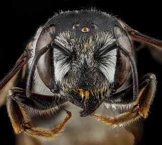 Megachile inimica, U, face, Maryland, Anne Arundel County