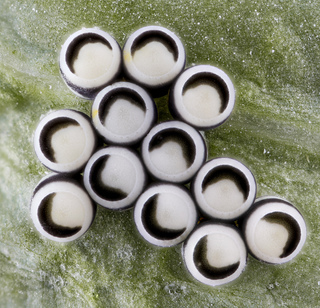 Murgantia histrionica, eggs