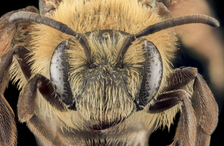 Andrena asteroides, F, Face, MD, Charles Co