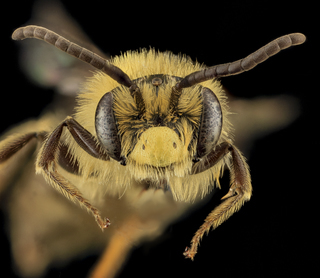 Andrena asteroides, U, Face, PG county, MD
