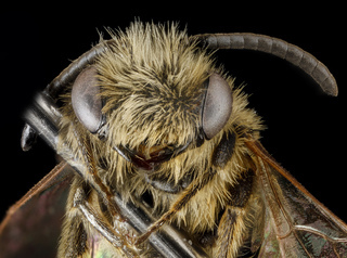 Andrena wheeleri, M, face, North Carolina, Buncombe County