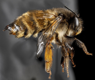 Anthophora plumipes, F, Right side, N.A