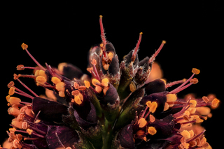 Amorpha fruticosa, md, upper marlboro