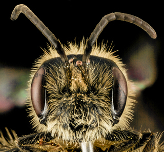 Andrena cornelli, M, Face, VA, Gales County