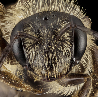 Andrena nubecula, F, Face ammonia, MD, Anne Arundel County