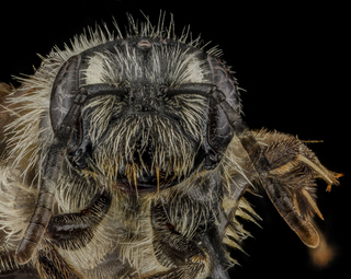 Andrena nubecula, F, face, North Carolina, Buncombe County