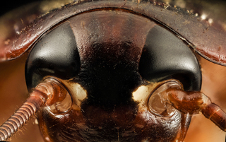 Periplaneta americana, Cockroach, face, top of head, MD, prince georges county