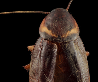 Periplaneta americana, Cockroach, head, backof, MD, Prince Georges county