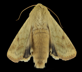 Helicoverpa zea, corn earworm, moth, back