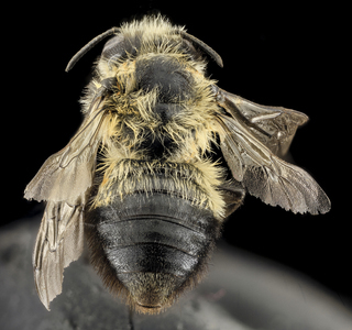 Megachile melanophaea, F, Back, MI, Alger County