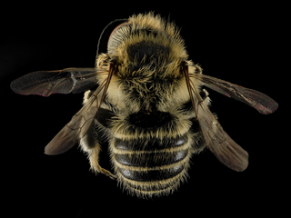 Megachile rubi, M, Back, NC, Moore County-Recovered
