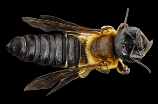 Megachile sculpturalis, f, back, md, kent county