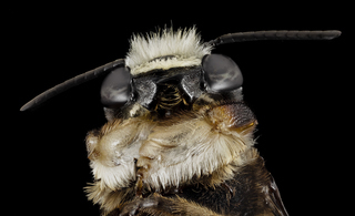 Megachile xylocopoides, m, bottom, md, kent county