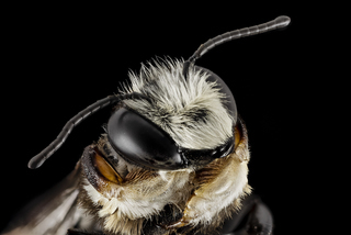 Megachile xylocopoides, m, face, md, kent county